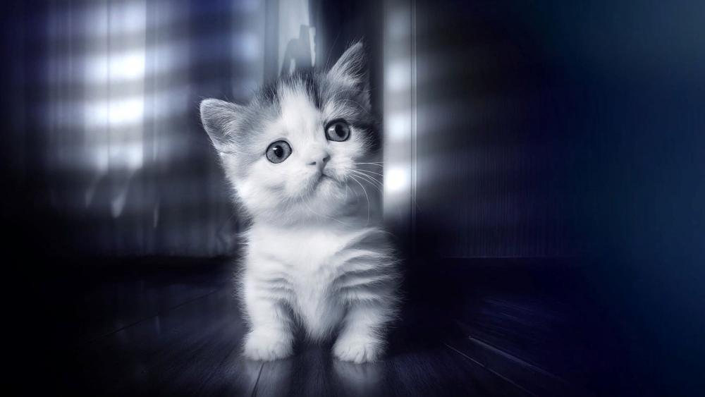 Adorable Kitten in Monochrome Glow wallpaper