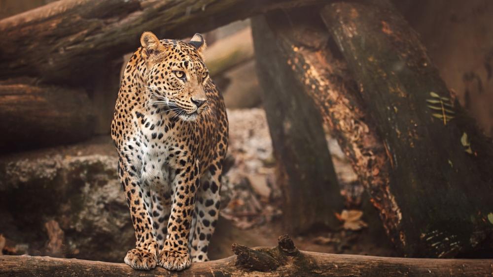 Majestic Leopard in Tranquil Wilderness wallpaper