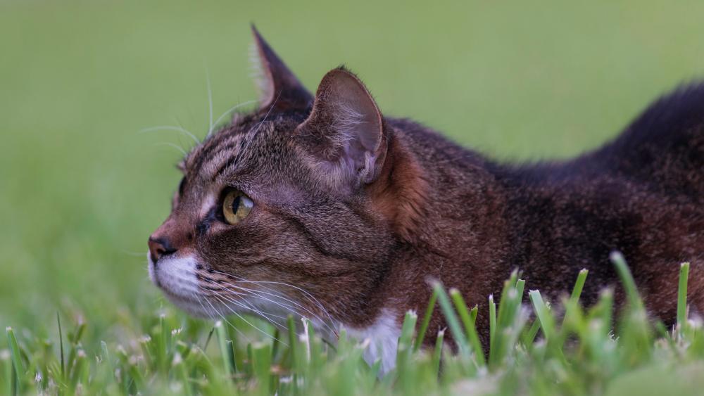 Focused Feline in Nature's Embrace wallpaper