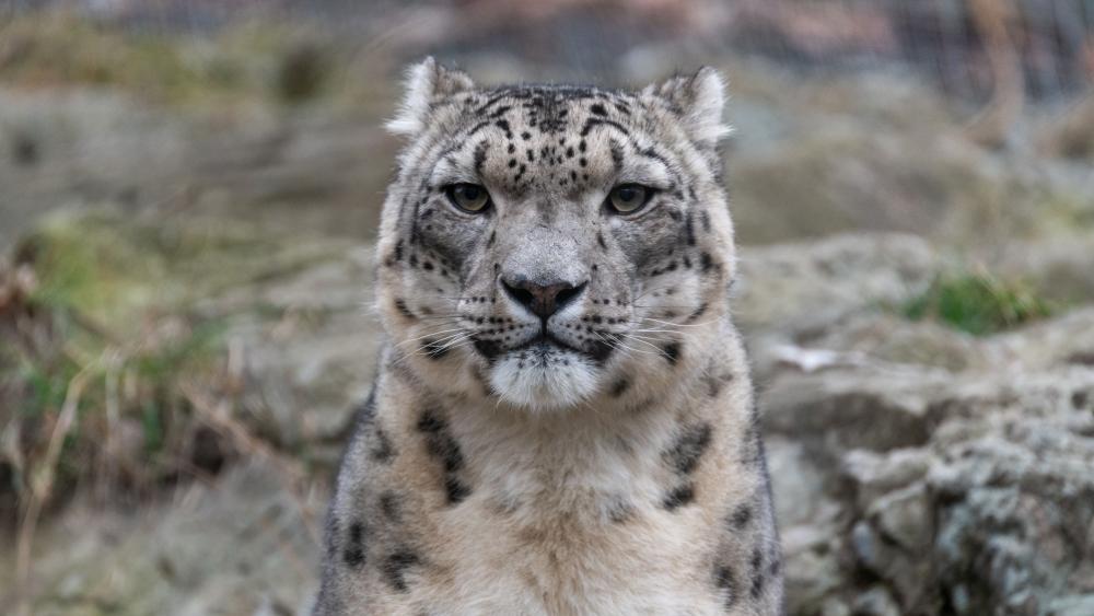 Majestic Snow Leopard Portrait wallpaper