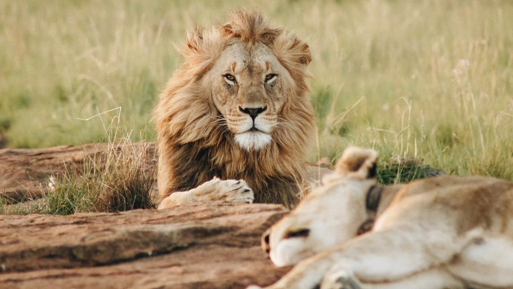 Majestic Lions in the Wild Serenity wallpaper
