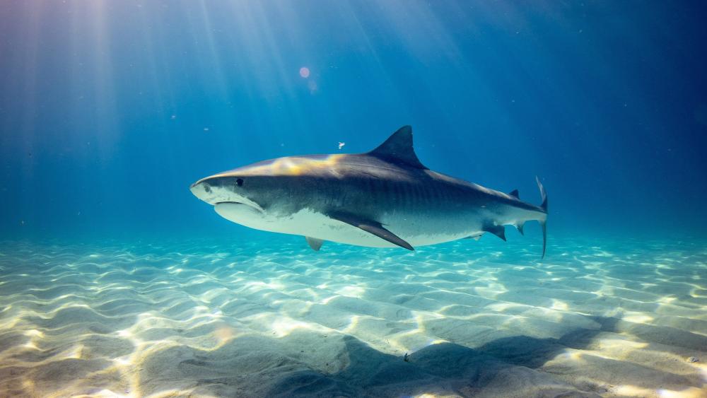 Shark Serenity Beneath the Waves wallpaper