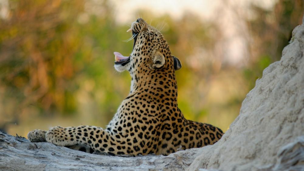 Leopard's Graceful Yawn in the Wild wallpaper