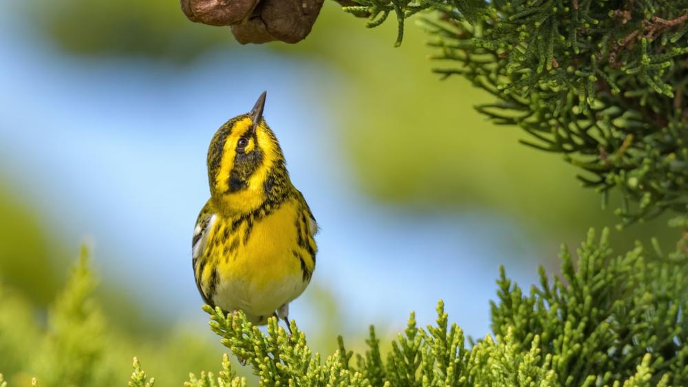Vibrant Warbler in Nature's Embrace wallpaper