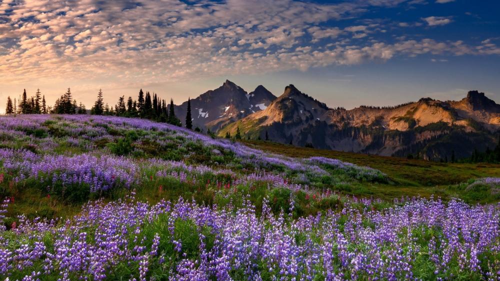 Vibrant Wildflowers Greet Majestic Peaks at Sunrise wallpaper