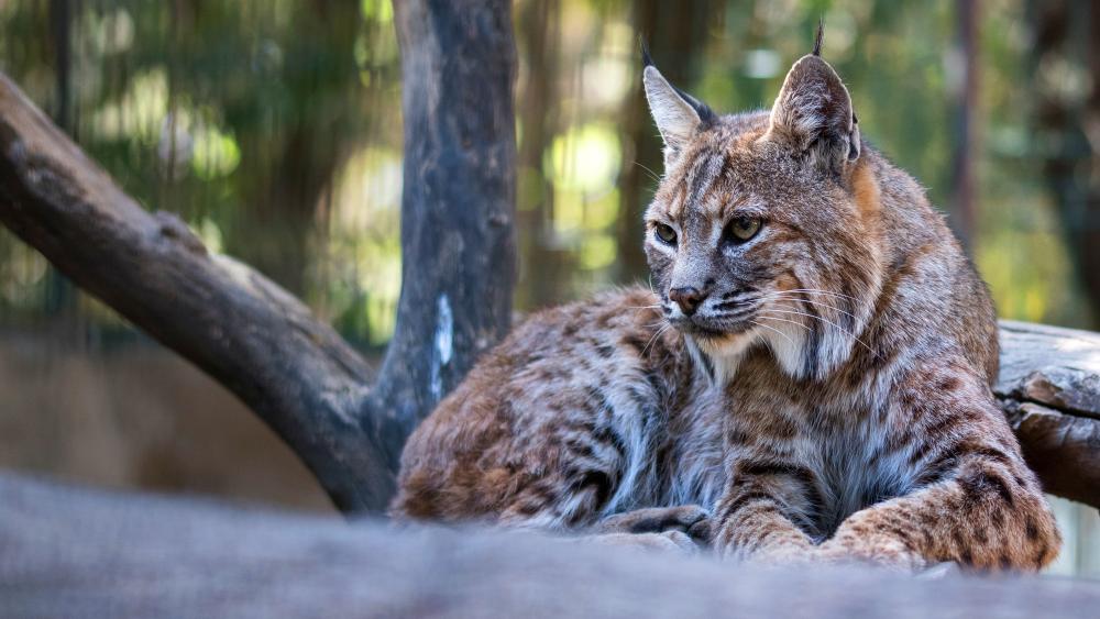 Bobcat in Tranquil Forest Setting wallpaper