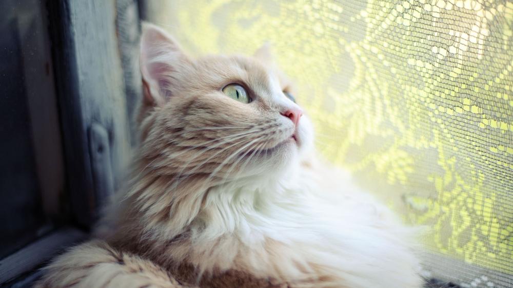 Quiet Contemplation of a Cat by the Window wallpaper