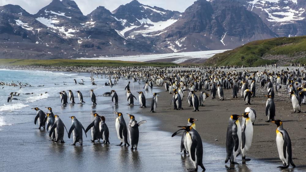 Majestic Penguin Colony on a Scenic Shoreline wallpaper