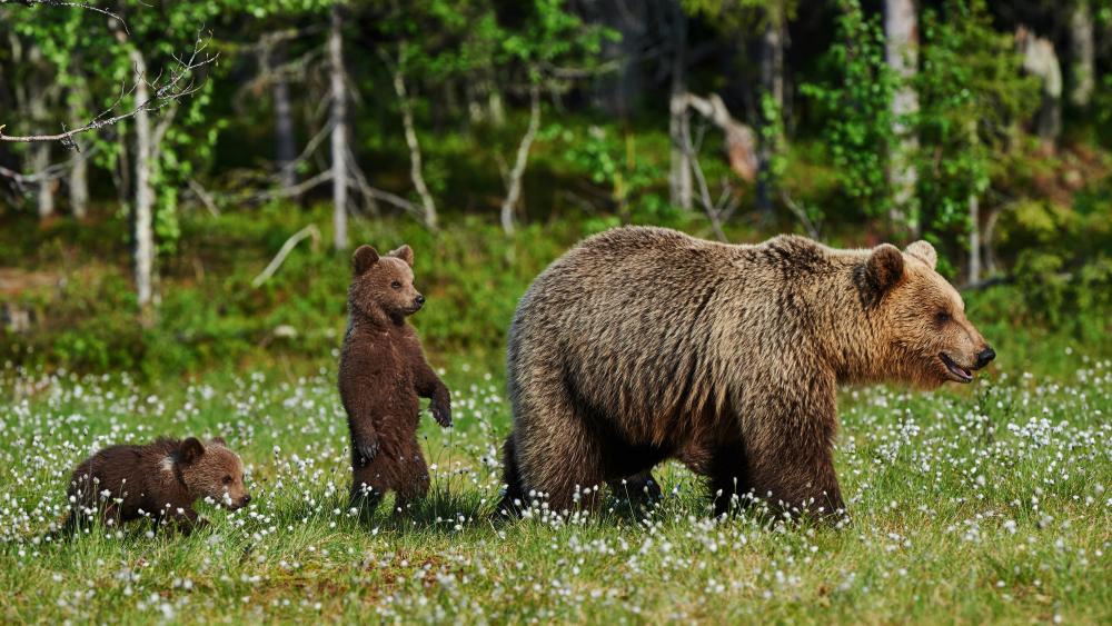Majestic Bears and Their Cubs in Nature's Embrace wallpaper