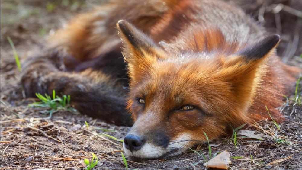 Majestic Fox Relaxing in Nature wallpaper