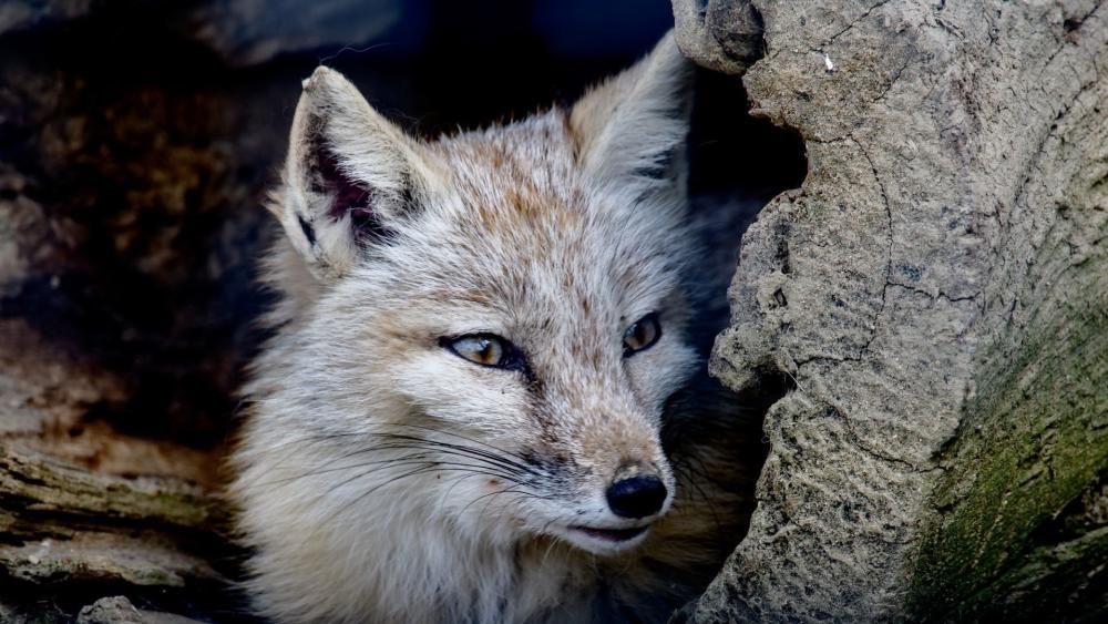 Captivating Gaze of a Hidden Fox wallpaper