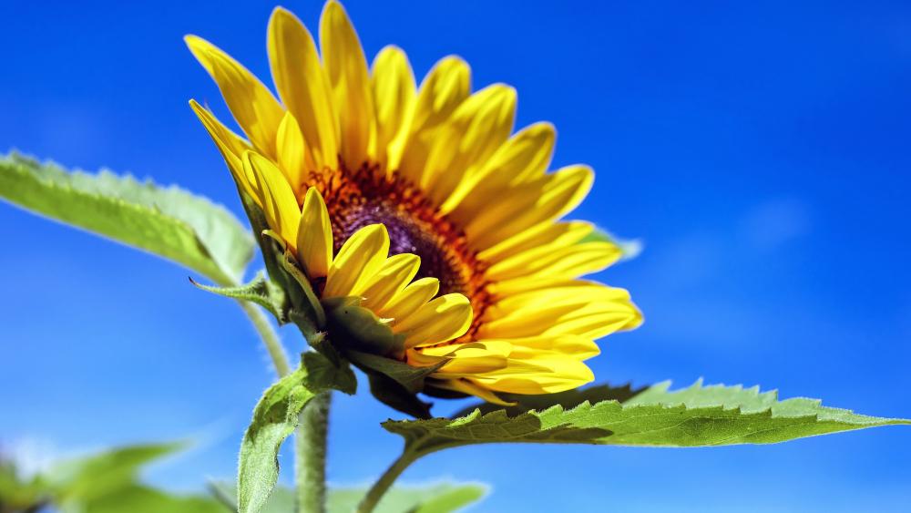 Sunflower Radiance under a Clear Blue Sky wallpaper