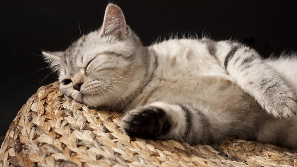 Peaceful Silver Tabby Cat Napping on a Woven Cushion wallpaper