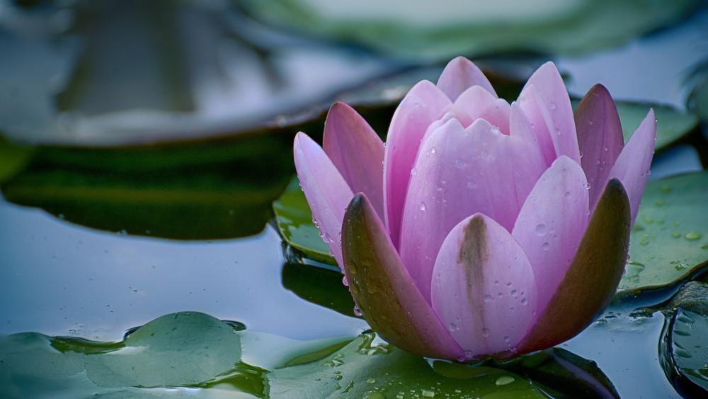 Dew Kissed Pink Water Lily Among Quiet Pond Leaves wallpaper