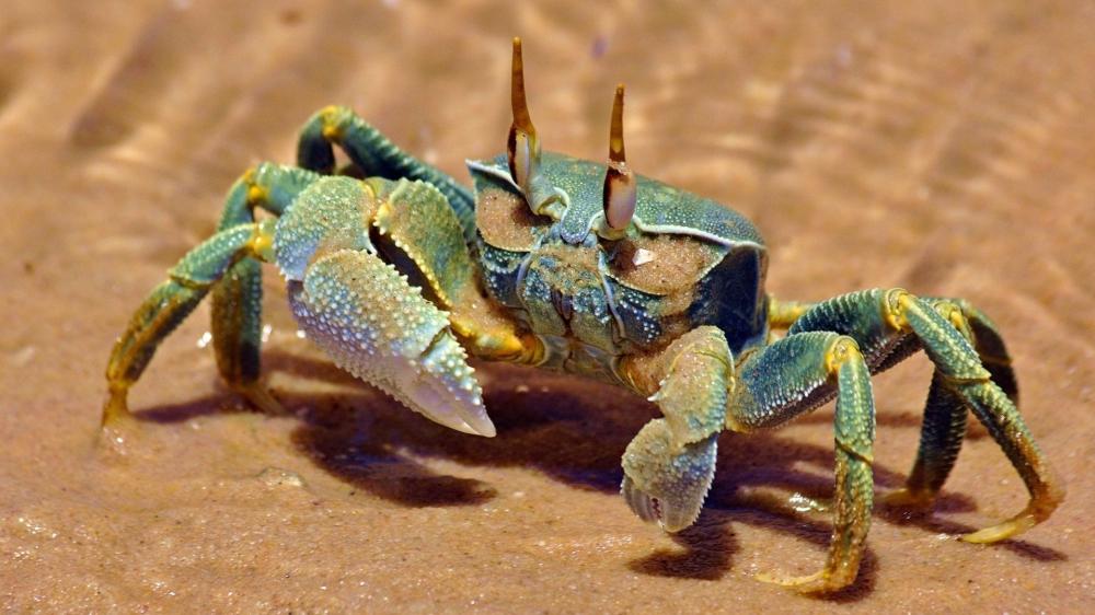 Horn Eyed Ghost Crab on Sunlit Shoreline wallpaper