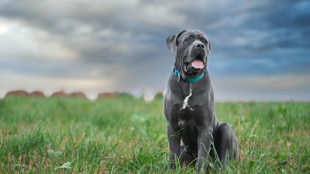 Majestic Cane Corso Guard Dog Watching Over Open Fields wallpaper