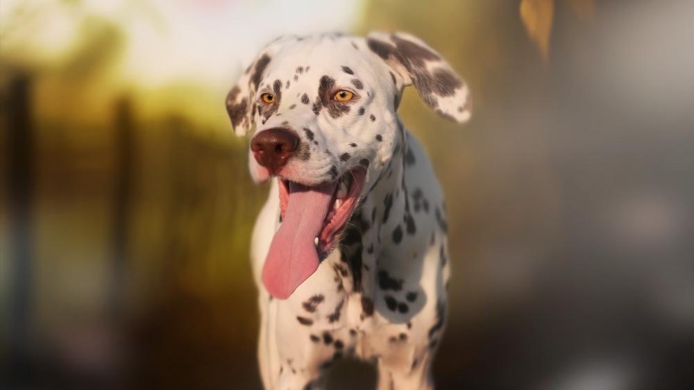 Golden Hour Dalmatian Portrait with Playful Smile wallpaper