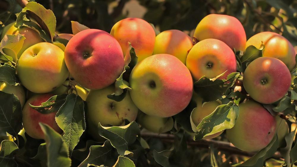 Sunlit Orchard Apples in Warm Autumn Glow wallpaper