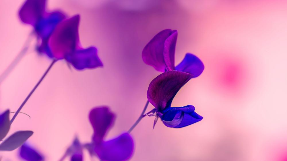 Purple Sweet Pea Dreamy 5K Floral Wallpaper wallpaper