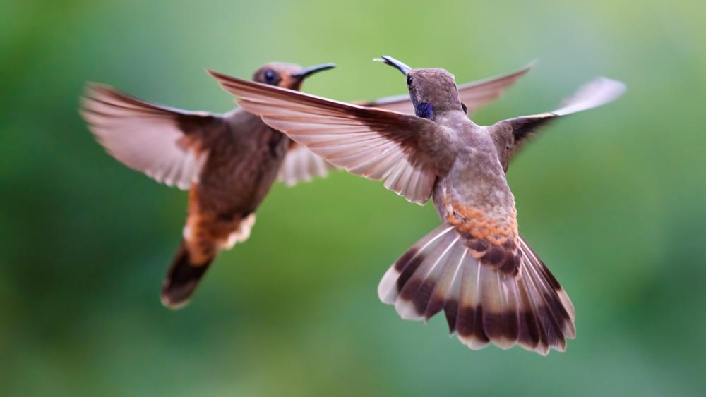 Graceful Hummingbirds Hovering in Midair with Soft Green Bokeh wallpaper
