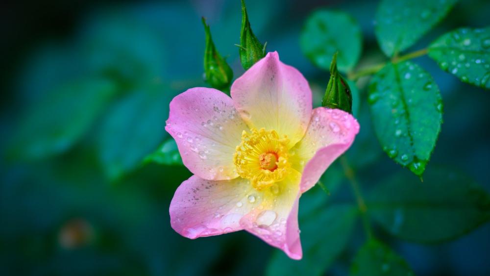 Rain Kissed Wild Rose Bloom in Soft Morning Light wallpaper