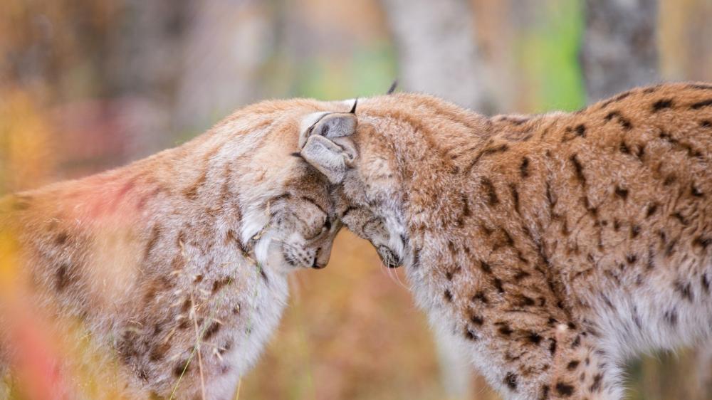 Tender Lynx Encounter in Soft Autumn Light wallpaper