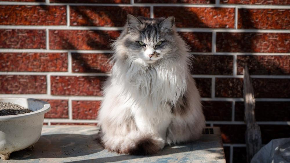 Regal Maine Coon in Sunlit Courtyard Serenity wallpaper