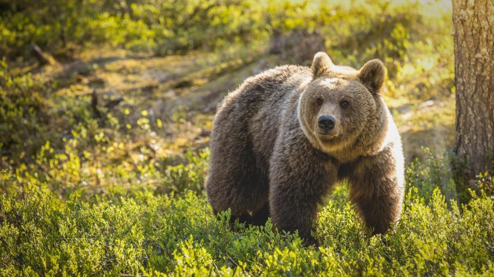 Sunlit Brown Bear Standing Alert in a Wild Forest Clearing wallpaper