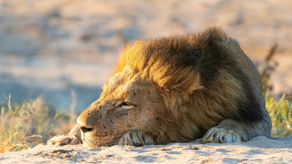 Majestic Lion in Peaceful Slumber wallpaper