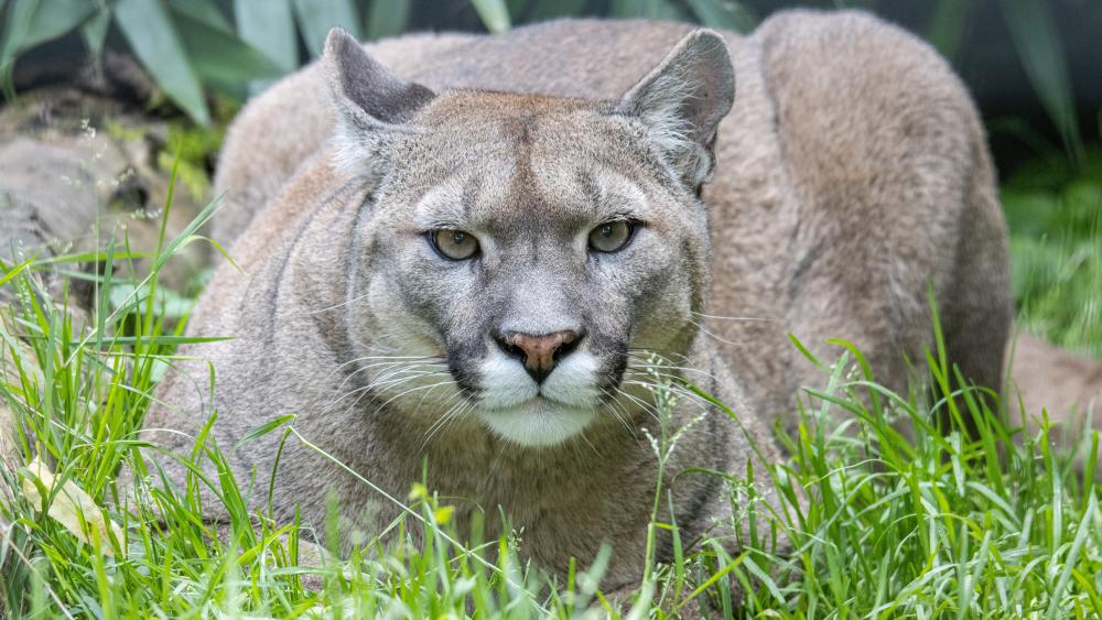 Intense Puma Portrait in Lush Grassland 5K Wildlife Wallpaper wallpaper