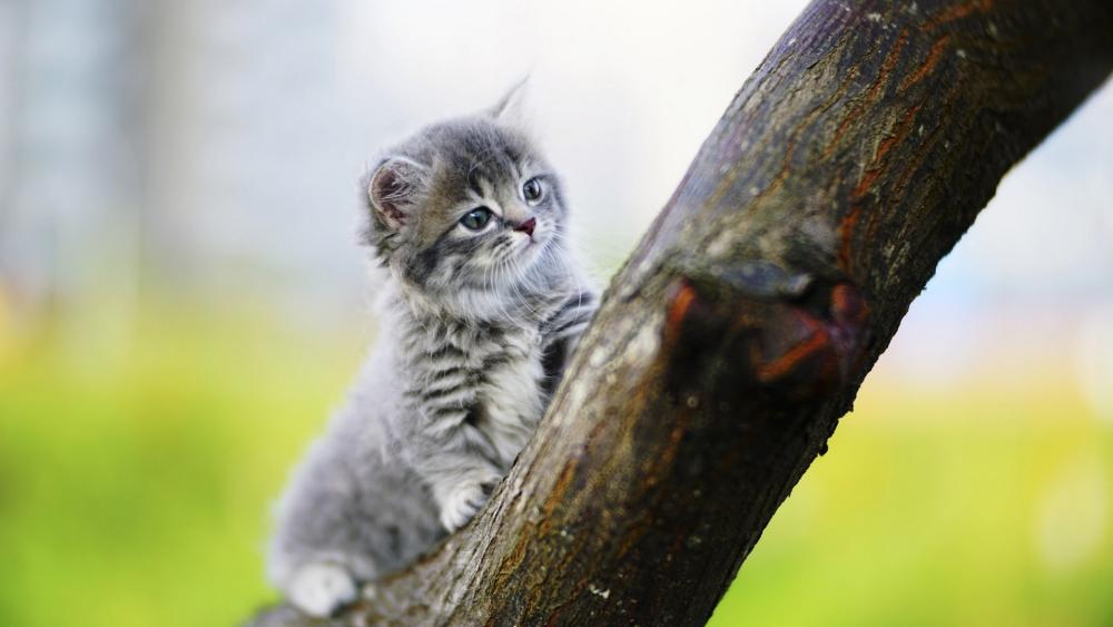 Curious Gray Kitten Clinging to a Tree in Soft Light wallpaper