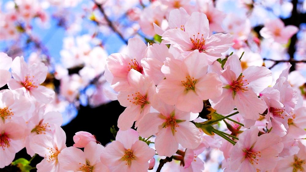 Sunlit Cherry Blossom Close Up in Soft Spring Pastels wallpaper