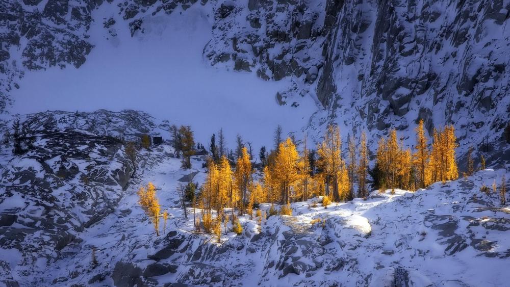 Sunlit Golden Pines in Snowy Alpine Mountain Ravine wallpaper