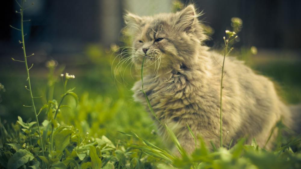 Fluffy Long Haired Cat Resting in Sunlit Garden Grass wallpaper