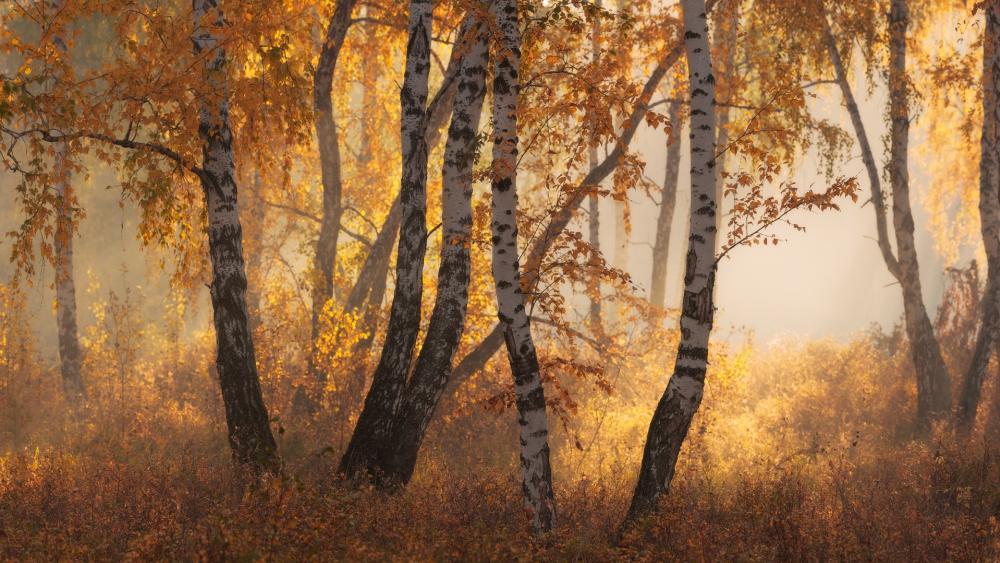 Golden Mist Through Autumn Birch Grove wallpaper
