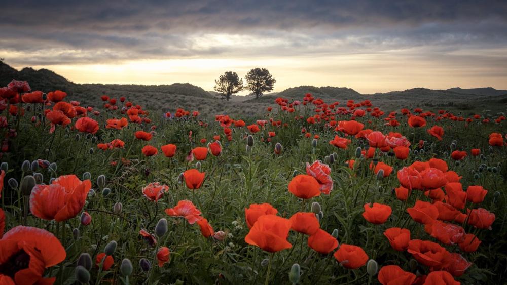 Crimson Poppy Meadow at Evening Under a Dramatic Steppe Sky wallpaper