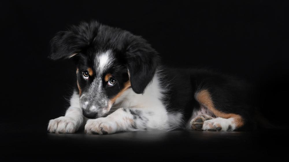 Gentle Australian Shepherd Puppy Resting on Deep Black Background wallpaper