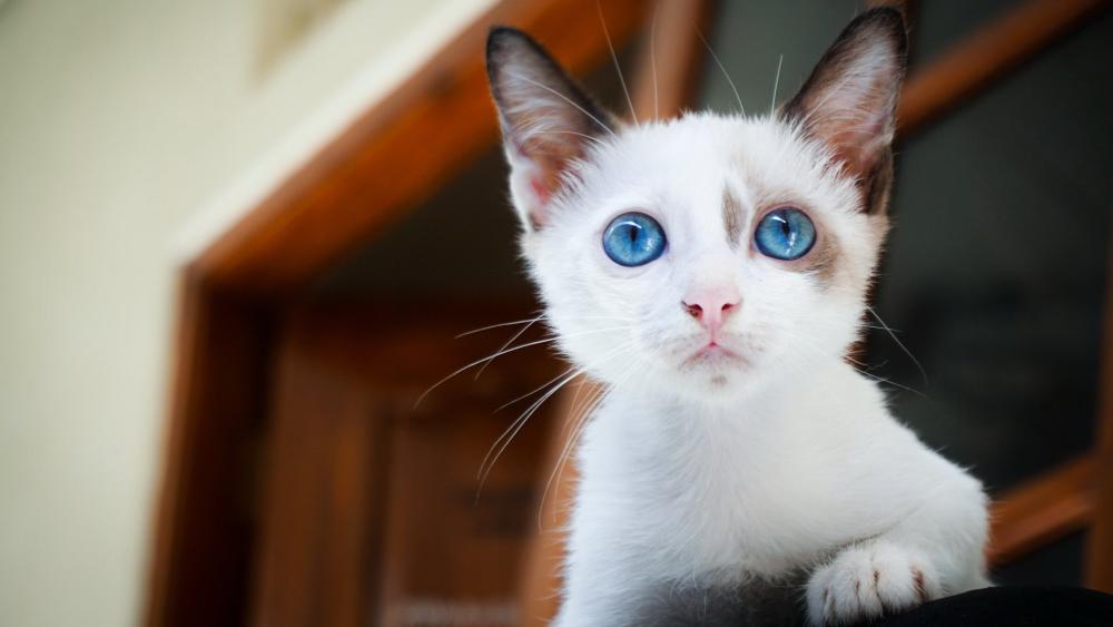 Blue Eyed White Kitten Ojos Azules Gaze Wallpaper wallpaper