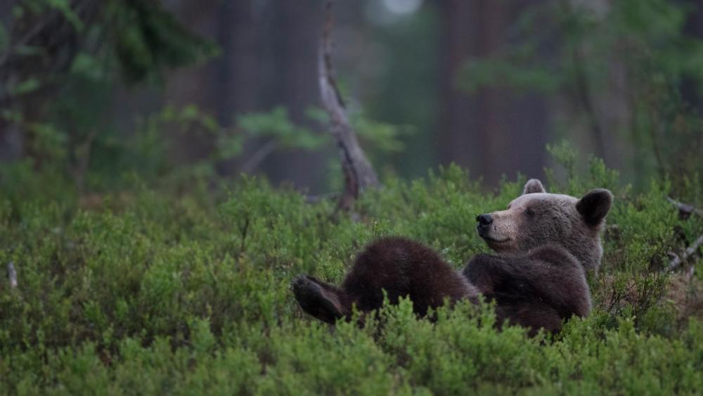 Resting Bear in Misty Forest Wilderness wallpaper