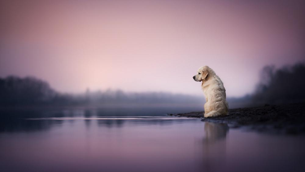 Solitary Golden Retriever Watching Calm Waters at Twilight wallpaper