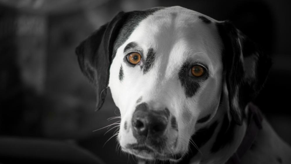 Monochrome Dalmatian Portrait With Warm Amber Eyes wallpaper