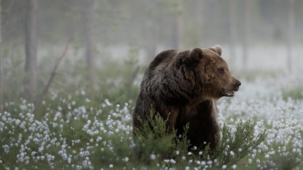 Majestic Brown Bear in Misty Meadow Wild Nature Wallpaper wallpaper