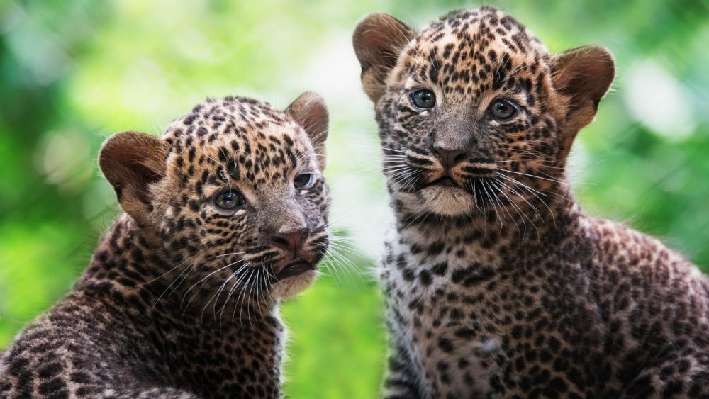 Tender Jaguar Cubs in Lush Jungle Light wallpaper