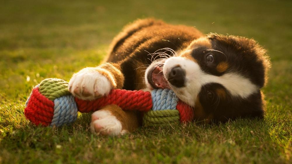 Playful Bernese Mountain Dog Puppy Enjoying Summer Grass wallpaper