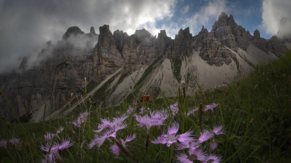 Wildflower Foreground Beneath Tre Cime di Lavaredo Dolomite Peaks wallpaper