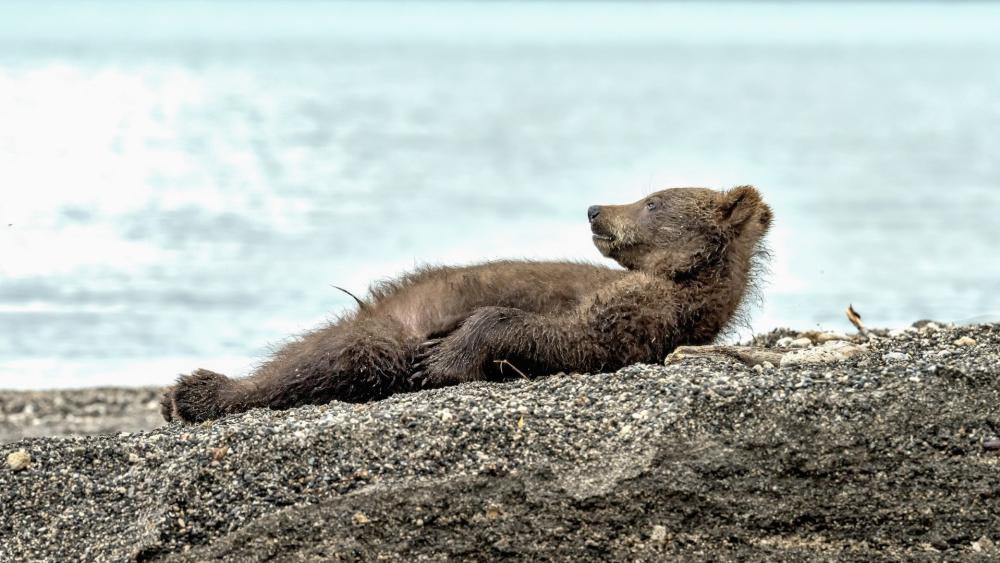 Laid Back Bear Cub Lounging by the Sea wallpaper