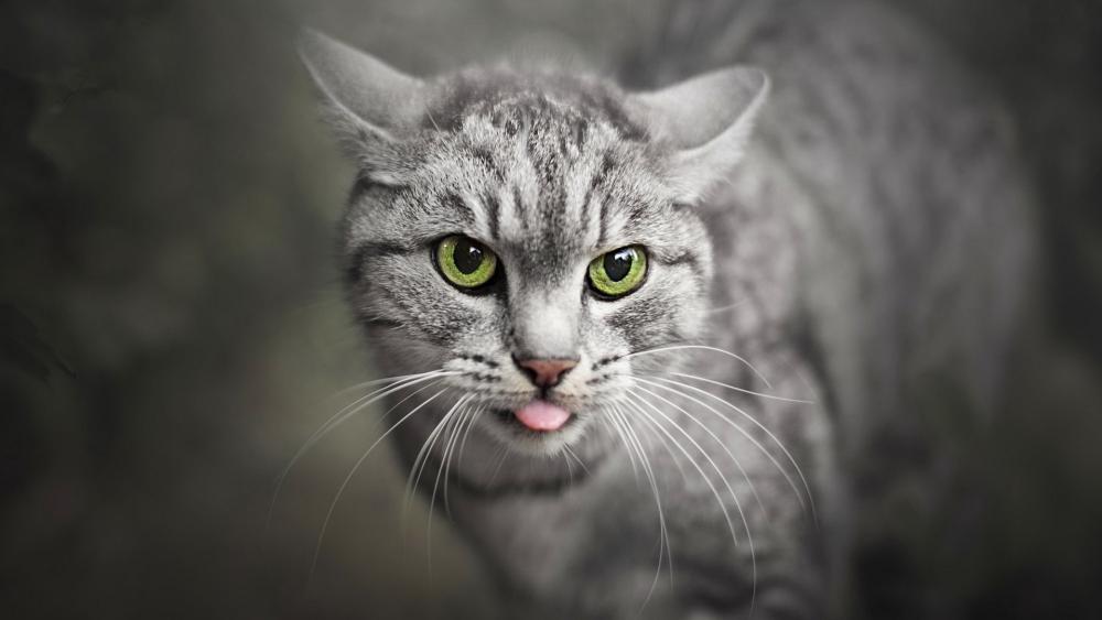 Playful Grey Tabby Close Up with Bright Green Eyes wallpaper