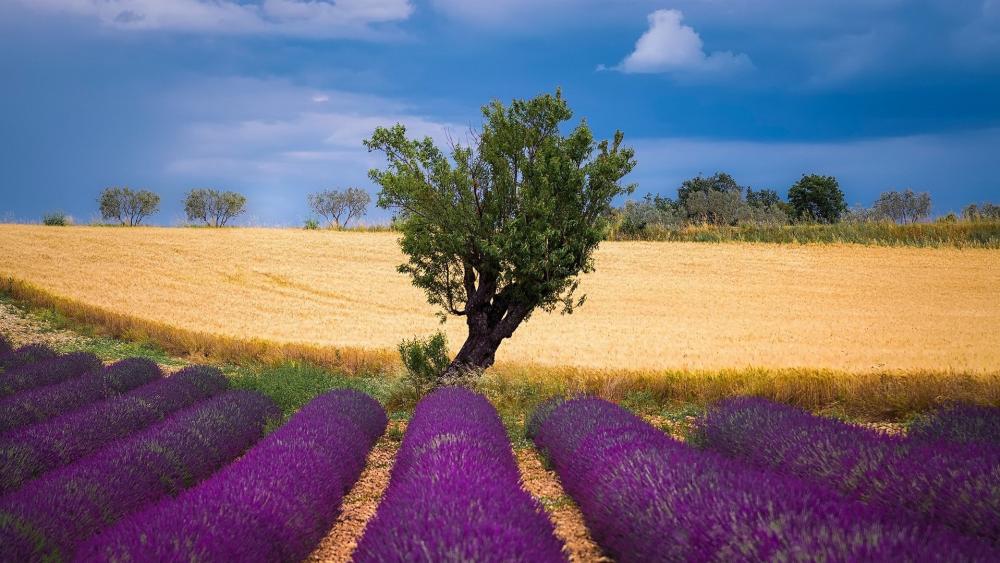 Provence Lavender Rows Under a Dramatic Summer Sky wallpaper