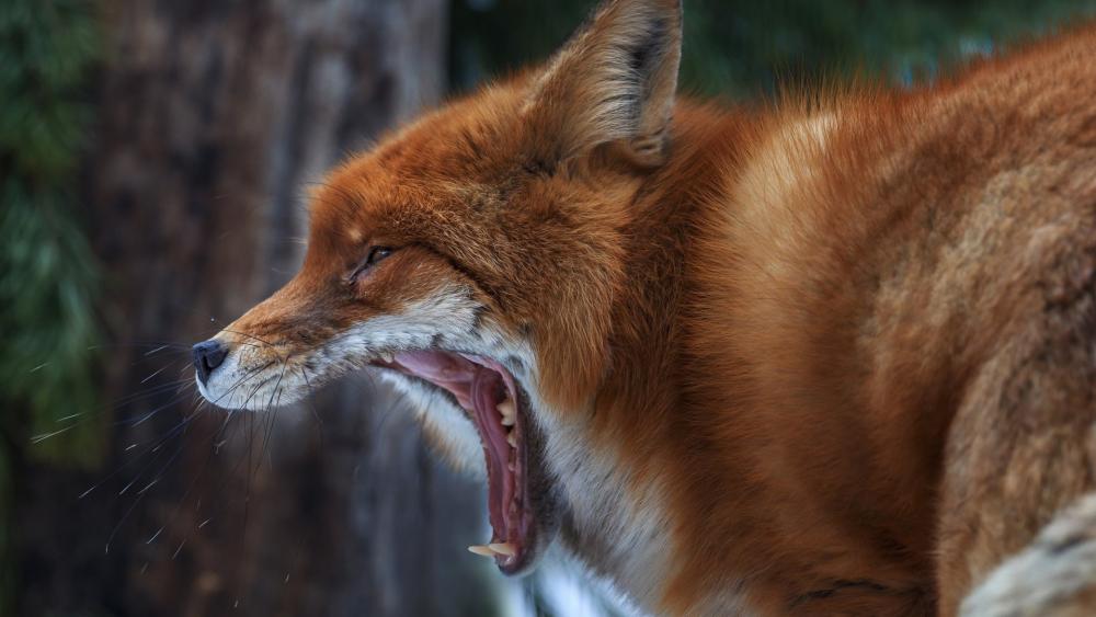 Yawning Red Fox in Quiet Woodland Light wallpaper