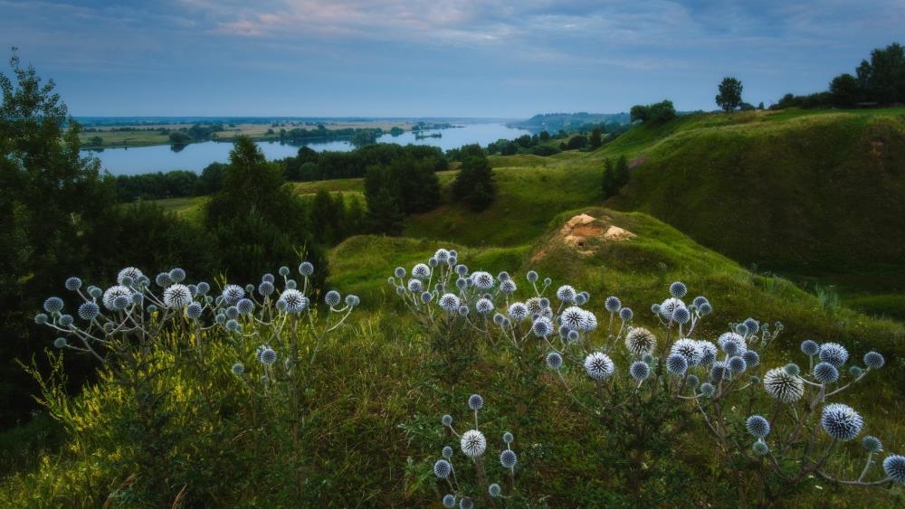 Rolling Green Hills Above the Oka River in Konstantinovo Russia wallpaper